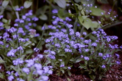 勿忘草の野辺で　（フィルムの残像　４）