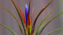 明日咲くかな　２