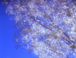 春の日の夢　（フィルムの残像）