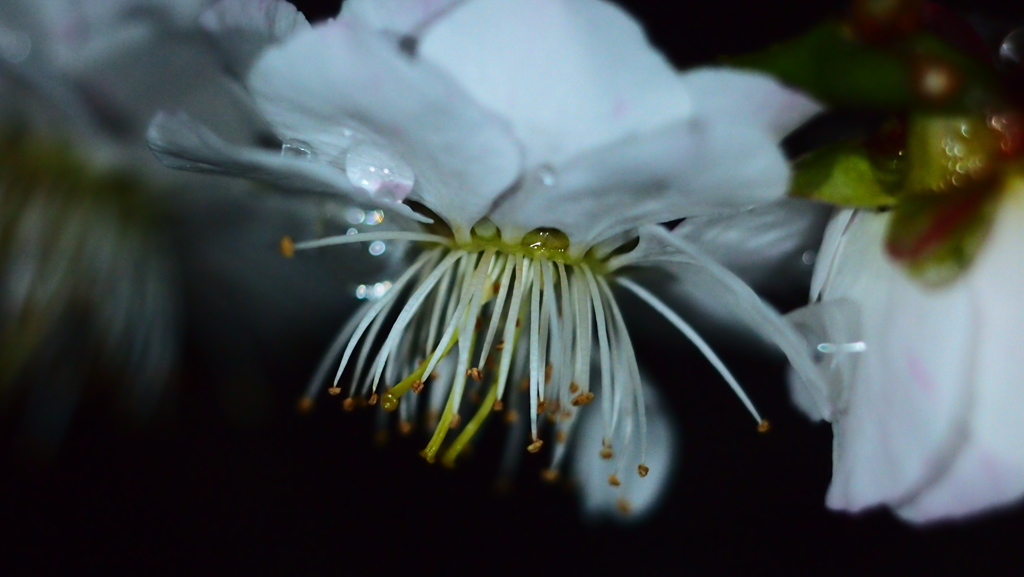 夜春雨