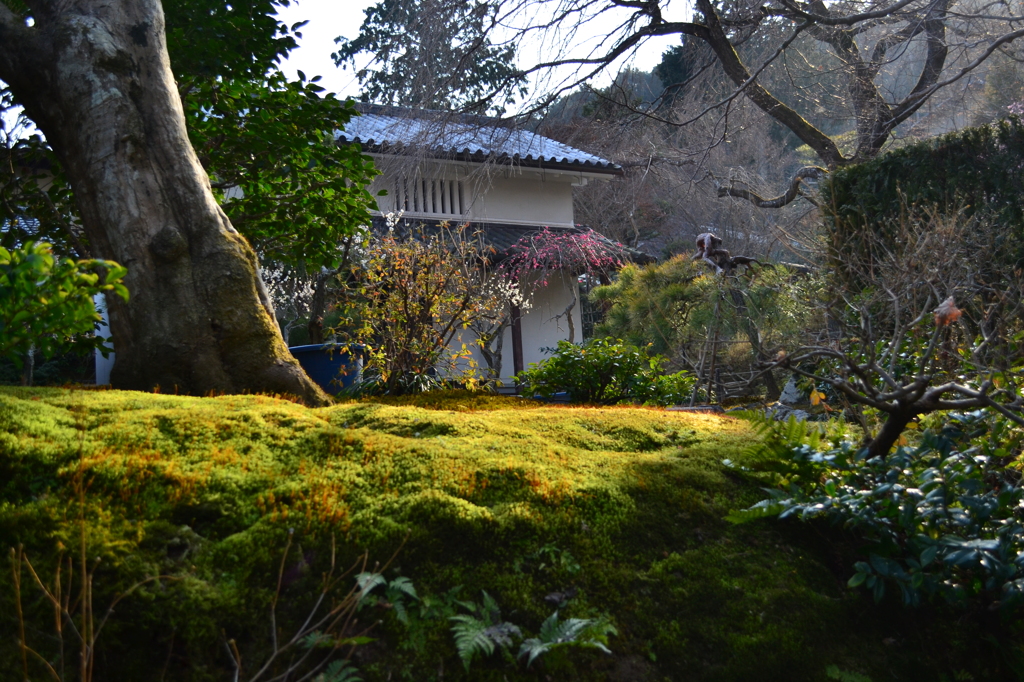 苔庭　（常寂光寺）