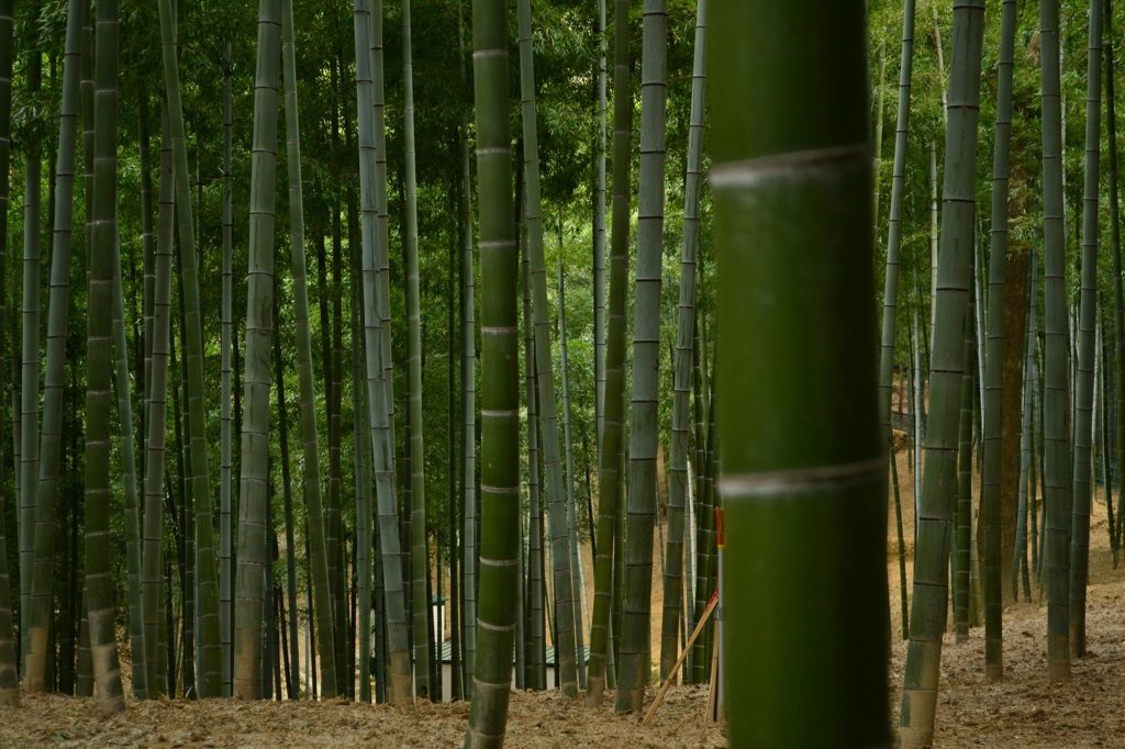 竹林