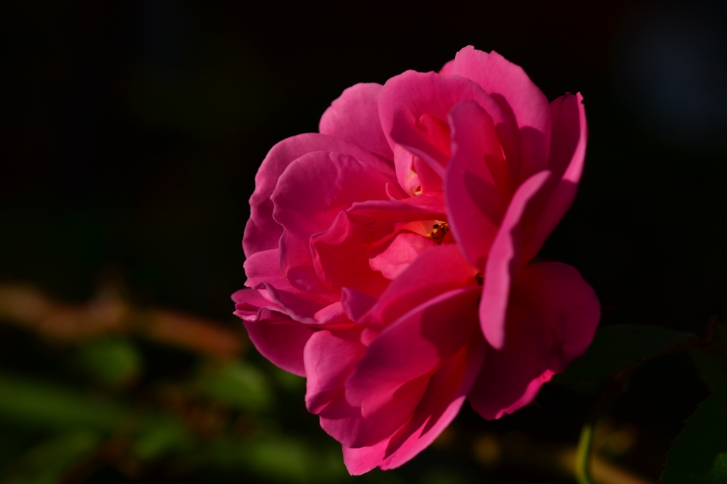 たったひとつの花