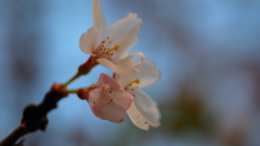 対花陳志