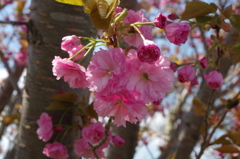 八重桜
