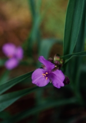 庭の露草（フィルムスナップ４）