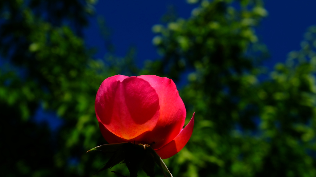 花と咲きて