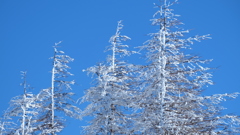 凍てつく木々