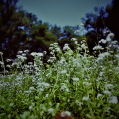 勿忘草の想い出　(フィルムの残像)