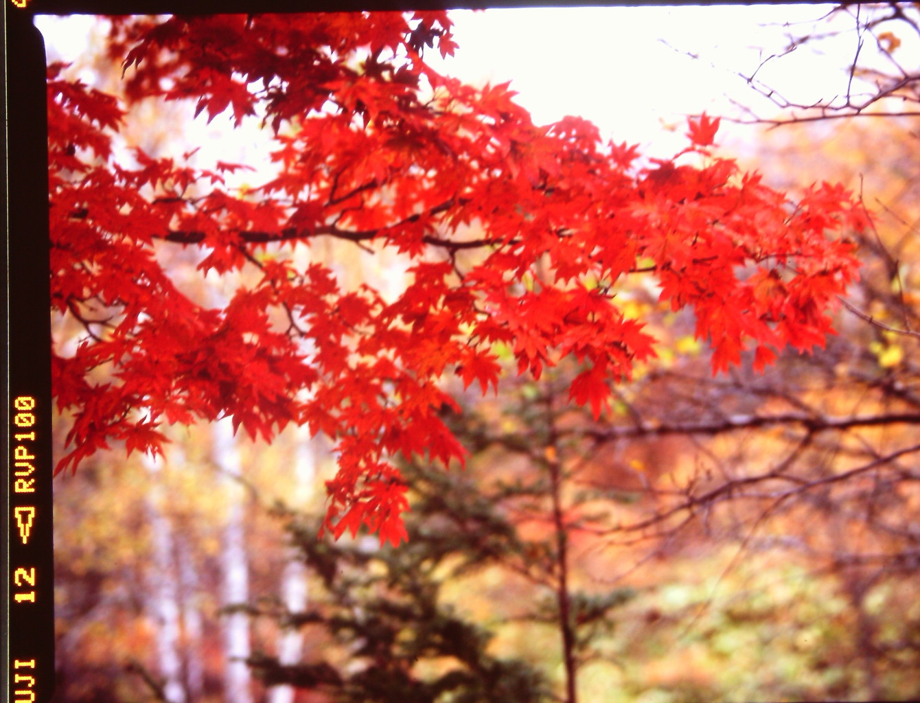 陽差しに輝く　（フィルムの残像）