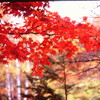 陽差しに輝く　（フィルムの残像）