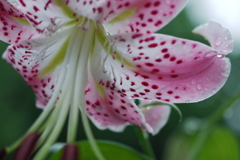 enter the lily