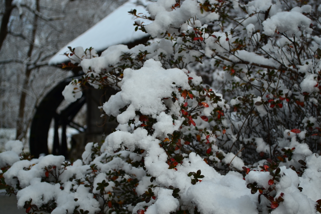 積雪