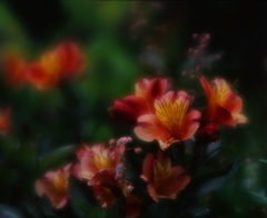 お花のプレゼント　(フィルムの残像)