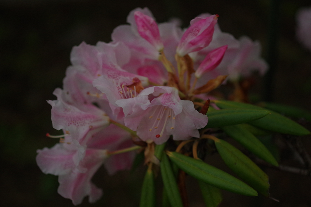 別れの朝に咲いた花