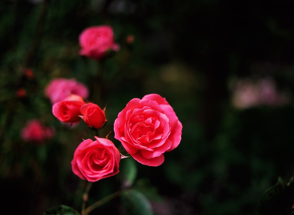 紅の薔薇たち　（フィルムの残像）