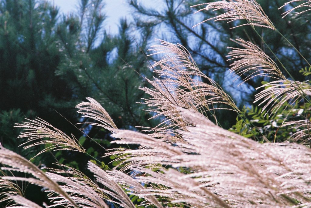 秋の輝き　（フィルムスナップ）