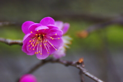 紅梅　４