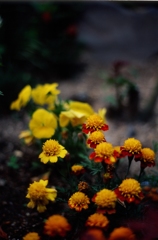 庭の花