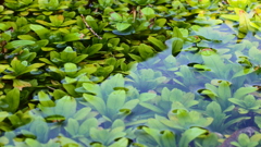 勿忘草の水辺