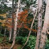 乗鞍晩秋　（フィルムスナップ）