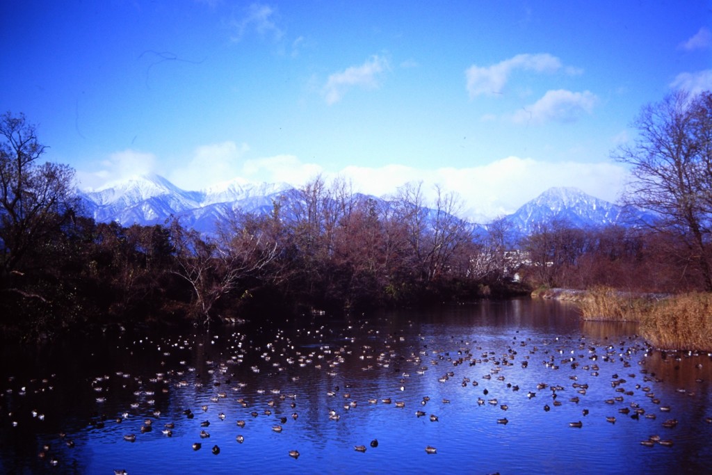 冬　水鳥たちの朝　（フィルムスナップ）