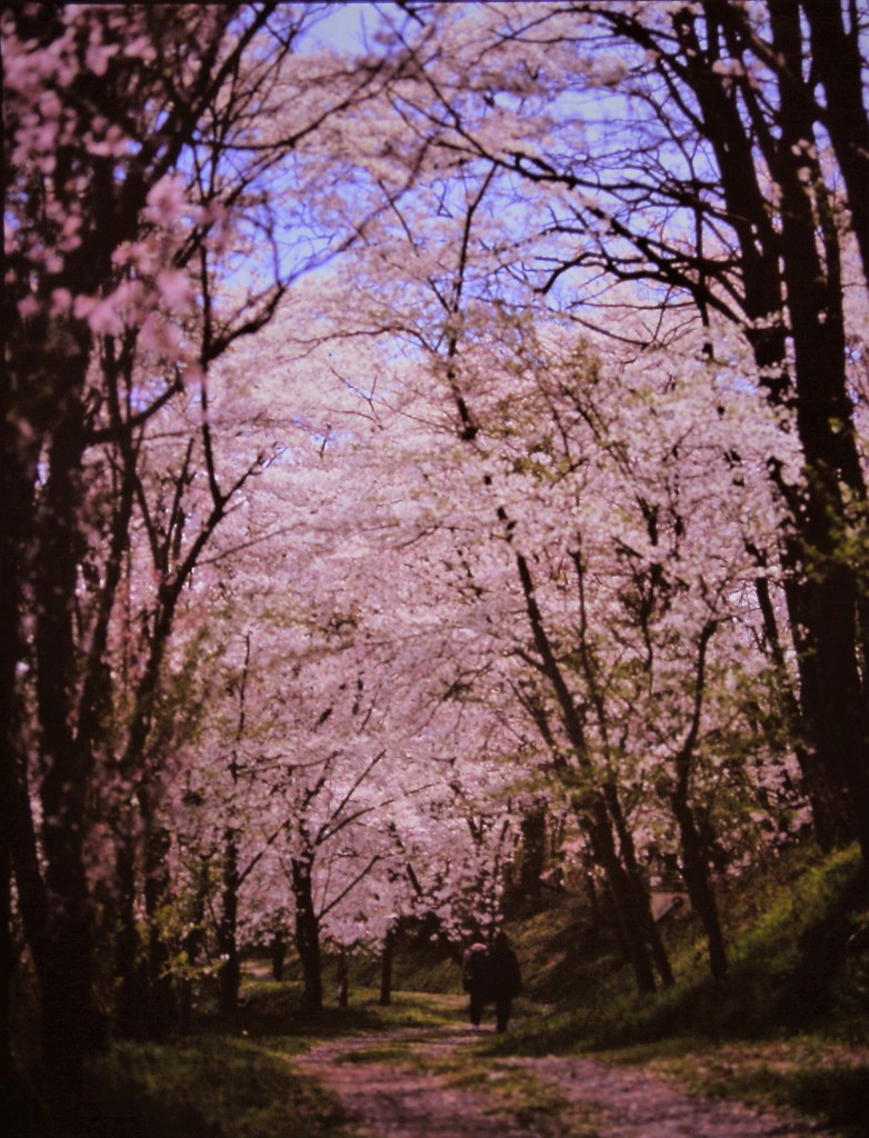 桜の散歩道