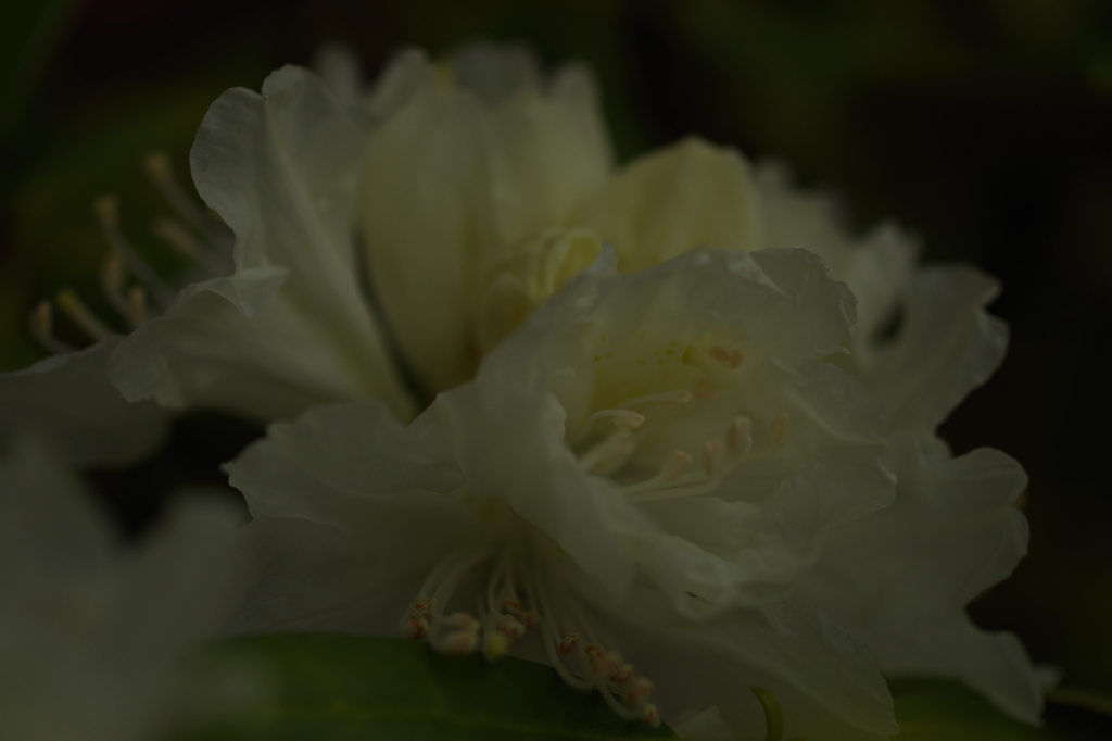 庭の石楠花２