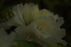 庭の石楠花２