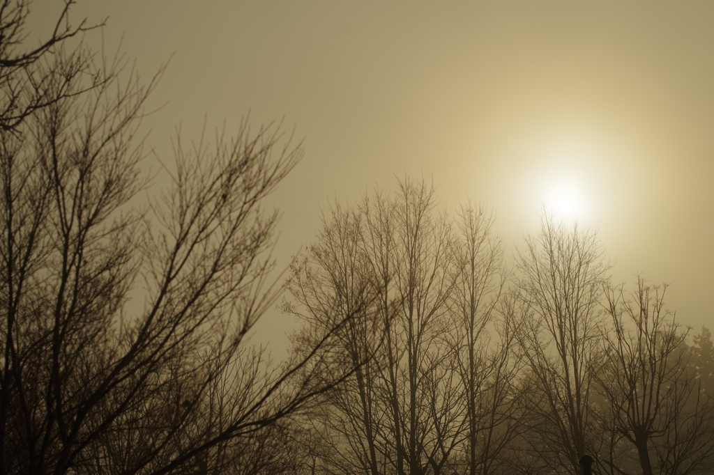 冬のノフラージュ　冷たい太陽