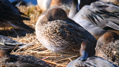 水鳥たちの営み　３