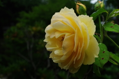 黄色いバラ（しずくとバラシリーズ１）