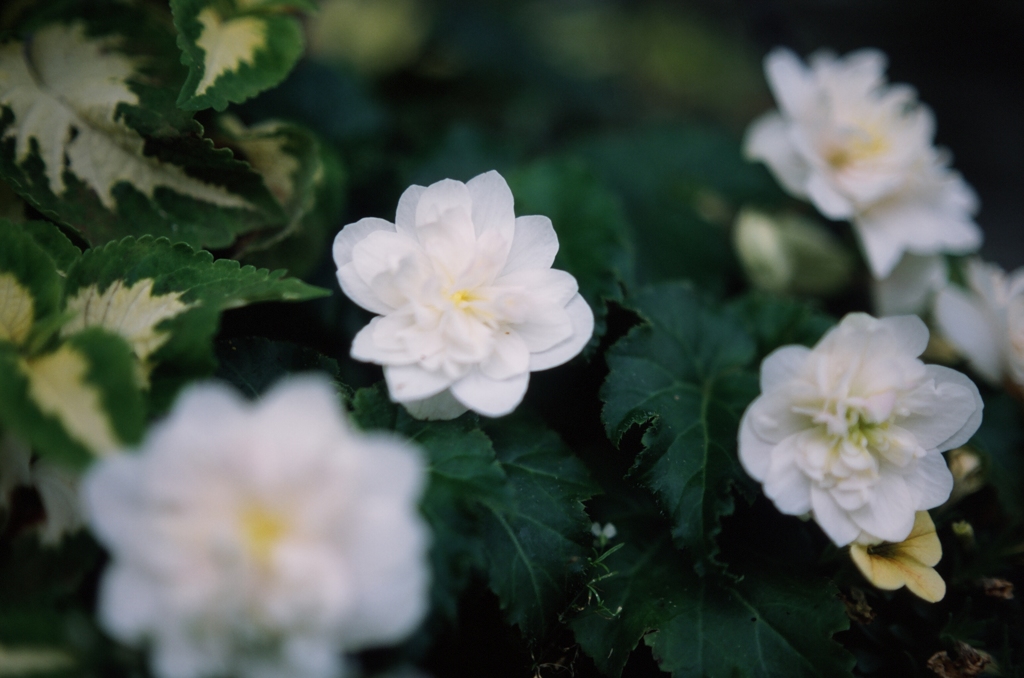 小さな花３（フィルムスナップ）
