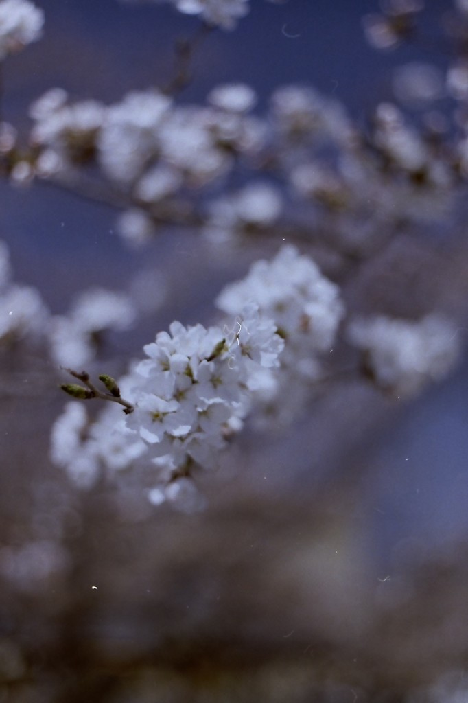 春　（フィルムの残像　３）