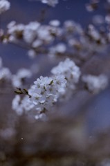 春　（フィルムの残像　３）