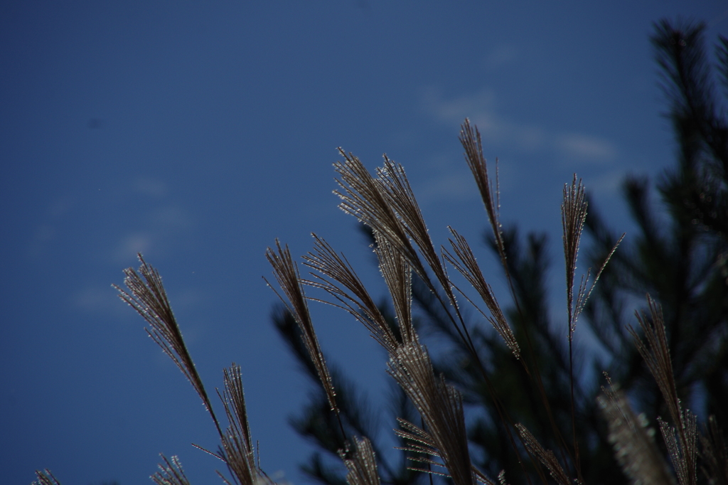 秋空