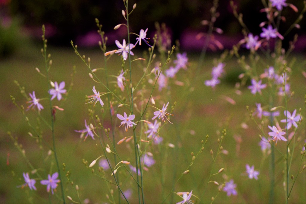 花のレース　（フィルムの残像）　