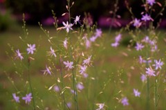 花のレース　（フィルムの残像）　