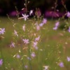 花のレース　（フィルムの残像）　