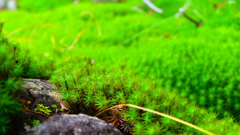 苔の絨毯