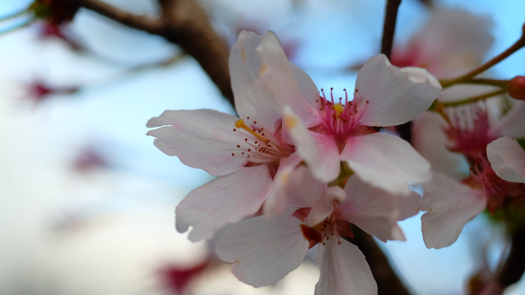 残花