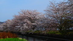 捨ヶ堰の桜並木