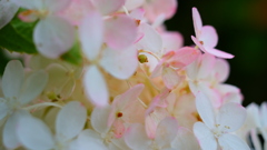 花づくし　１０