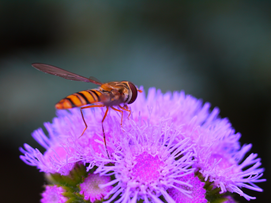 夏の思い出　５