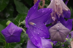 小雨に耐えて