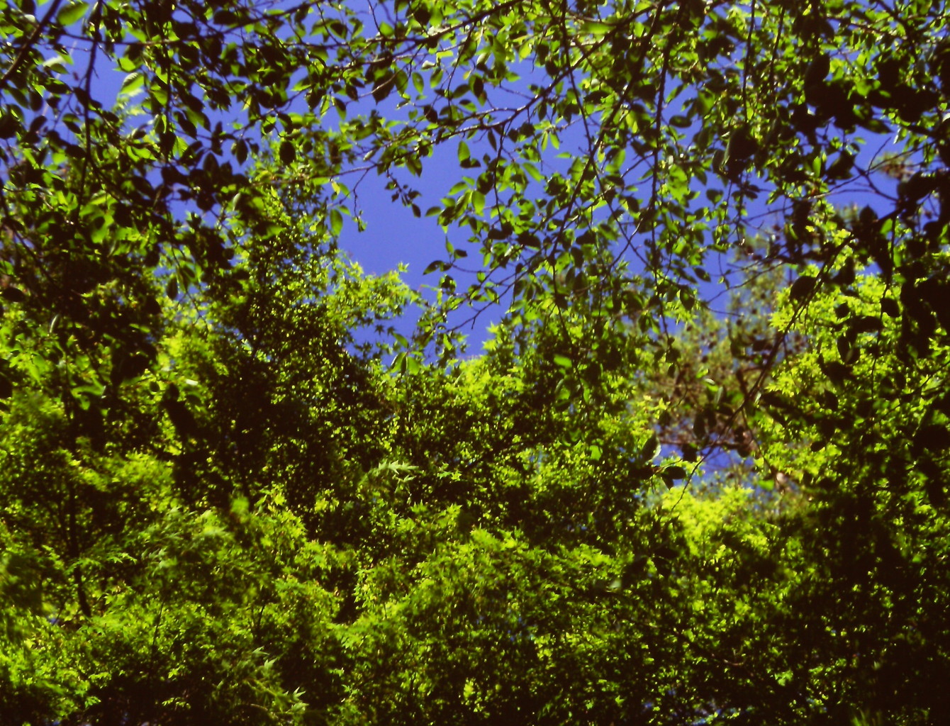 初夏　（フィルムの残像）