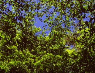 初夏　（フィルムの残像）