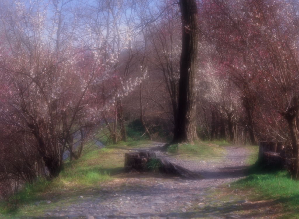 梅の花咲く散歩道