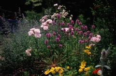 花を愛でる（フィルムスナップ１）