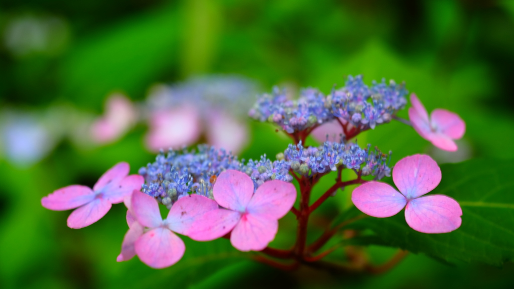 紫陽花六景